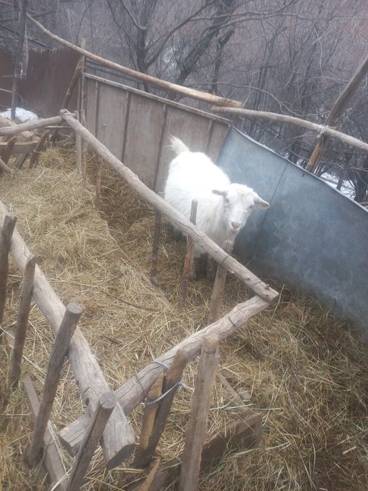 Козы зааненские.