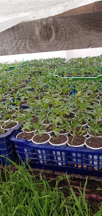 Рассада помидоры