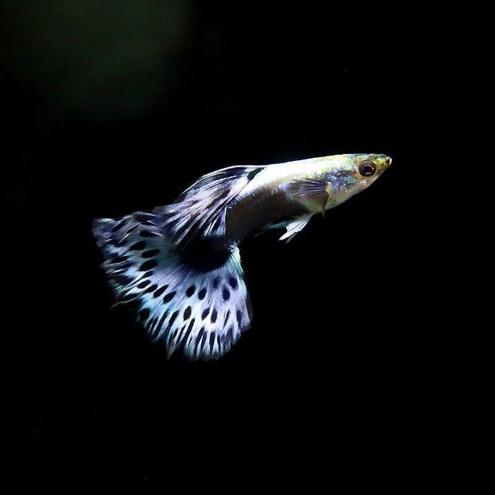 Продам Гуппи ассорти и породы