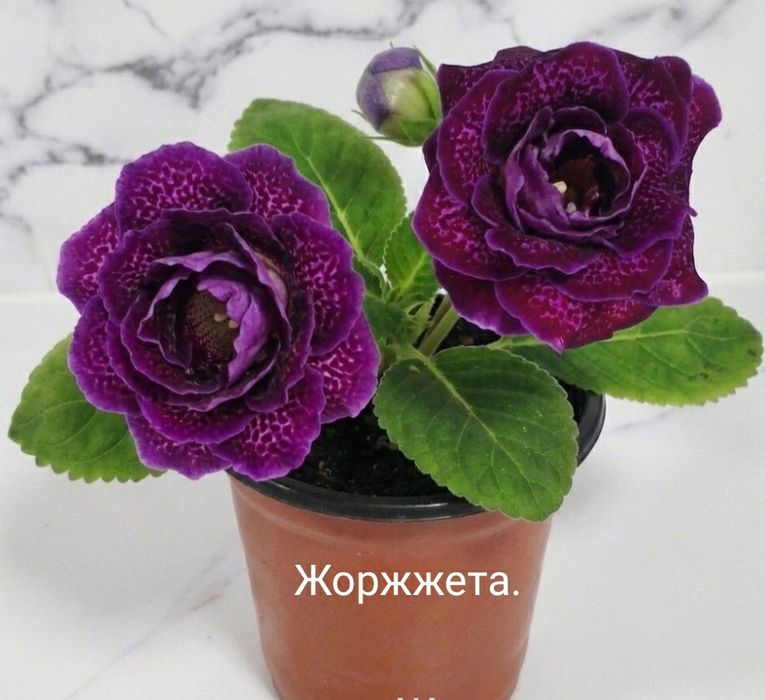 Цветущие   глоксинии.