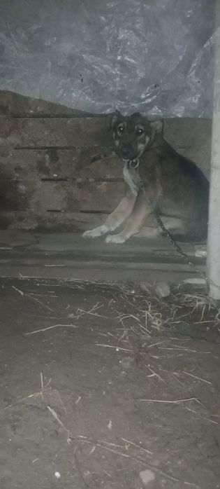 Kuchuk sotiladi kelidhtirib beraman