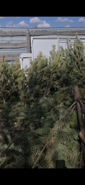 Бесплатно с доставкой на дрова