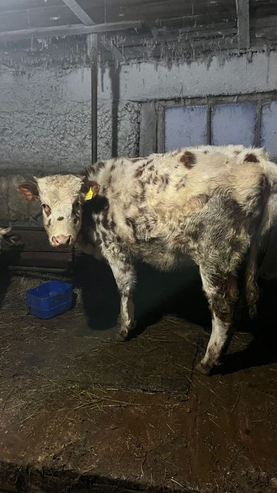 Сиыр,бұзау сатылады