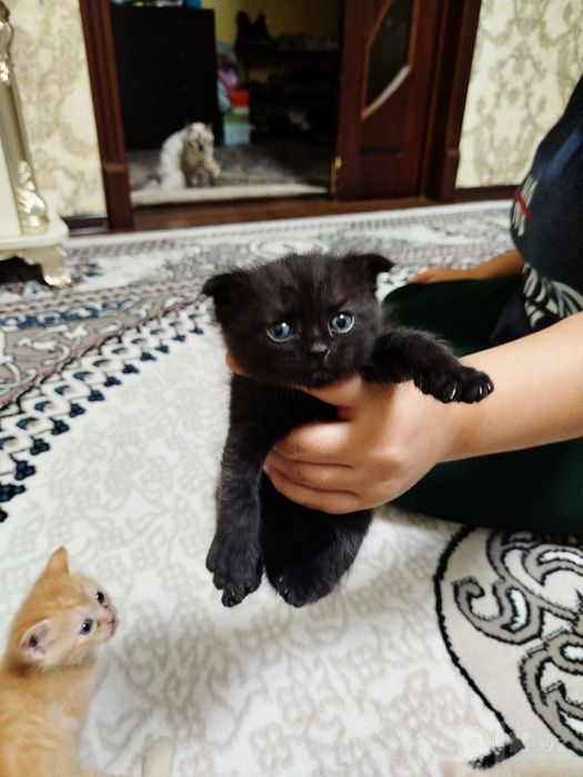 Сиямиский  мушук боллари сотилади