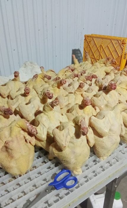 Бролеры домашний