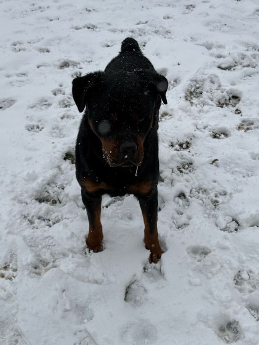 Ротвейлер радословный