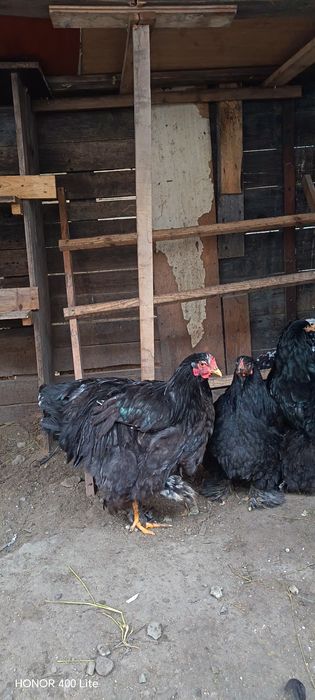 Ouă de cochinchina uriaș