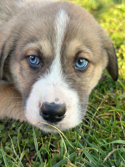 Donez catei - adoptie catei