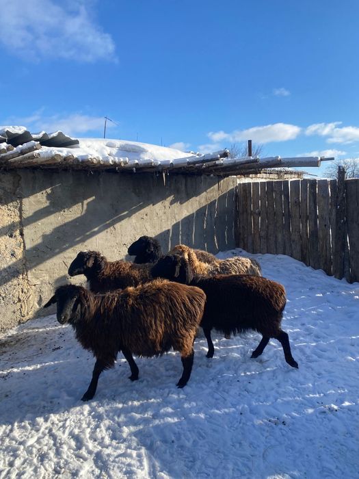 баран кой семиз торг бар