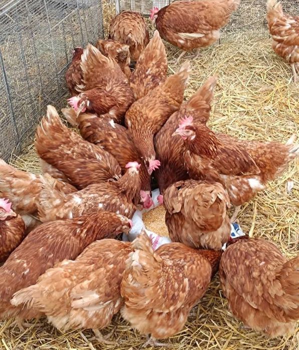 Ferma de găini vă oferă înspre vânzare găini roșii ouătoare