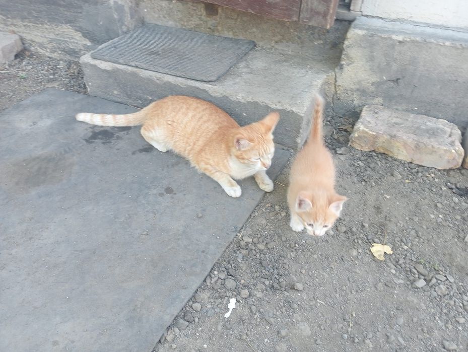 Котята бесплатно