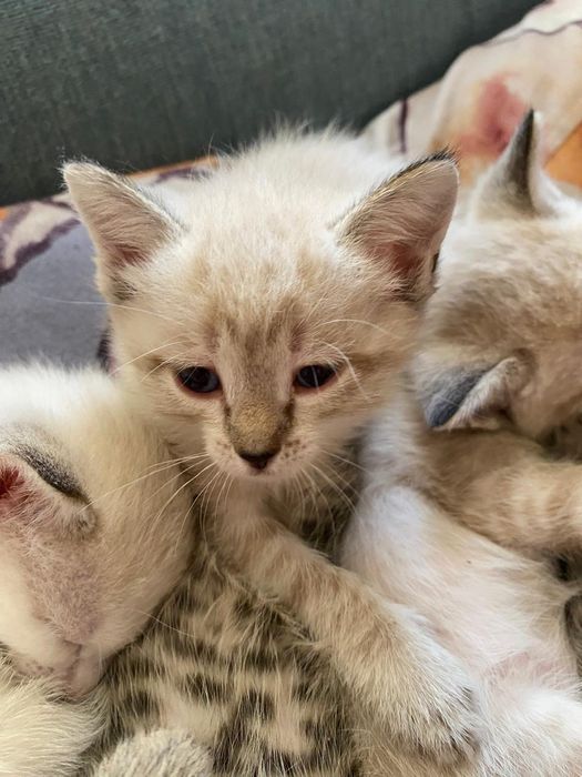 Отдам красивых котят