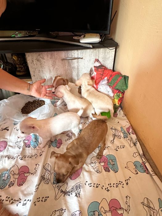 Продавам чистокръвни сърнисти пинчери