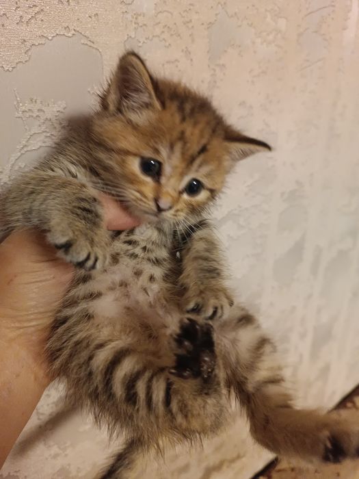 Котенок - милая девочка