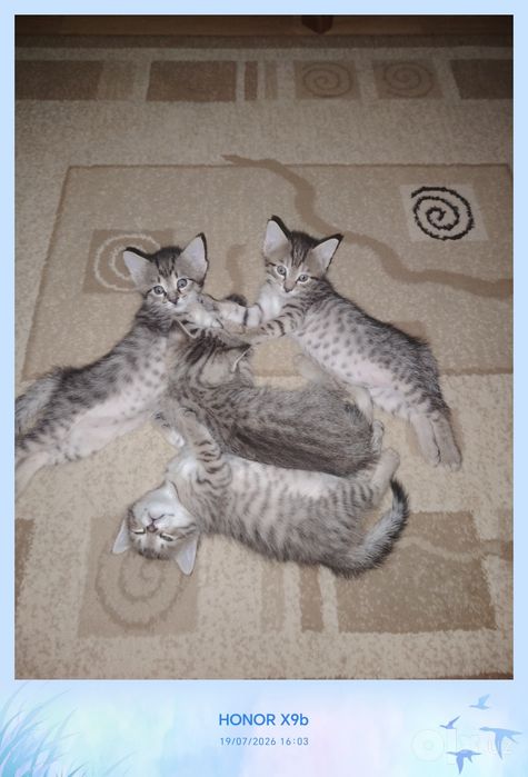Котики беспородные