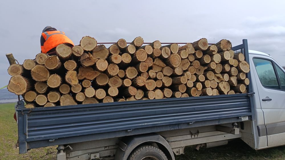 Pari de salcam, stâlpi de salcam