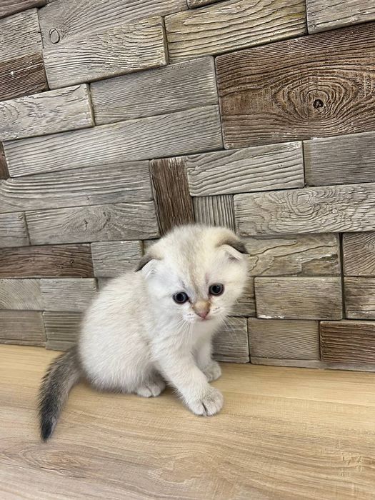 Котята породы скоттиш фолд и скоттиш страйд