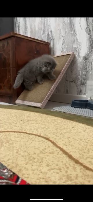 Кошка скоттиш фолд продаются