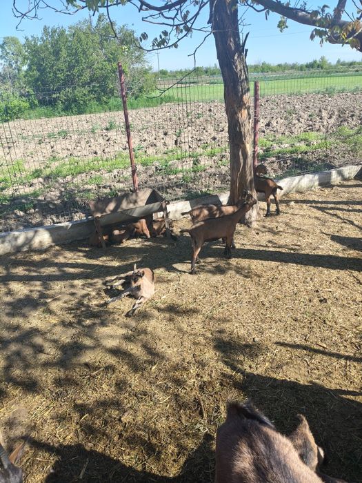 Vând capre alpine și țapi.