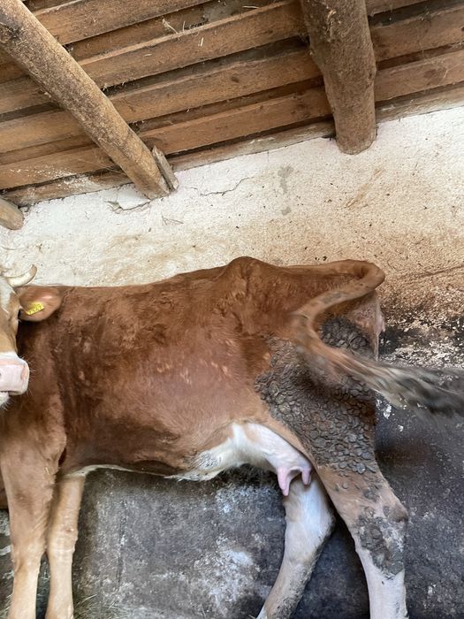 Vaca la prima fatare