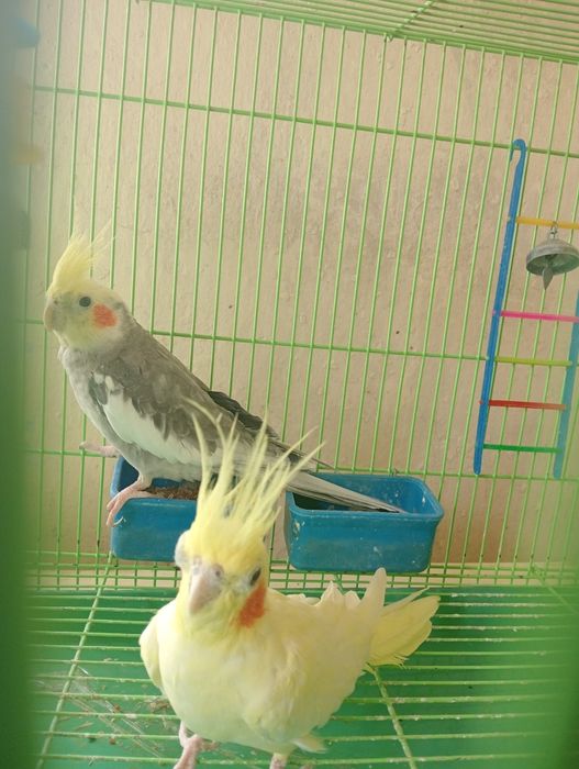 Продам пару попугаев