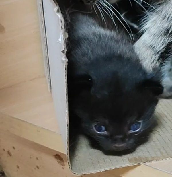 Симпатяга котята