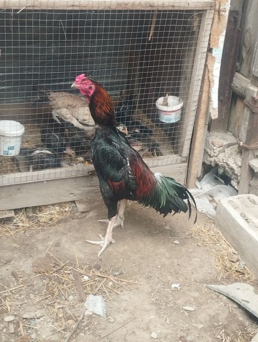 Дакан дакан дакан