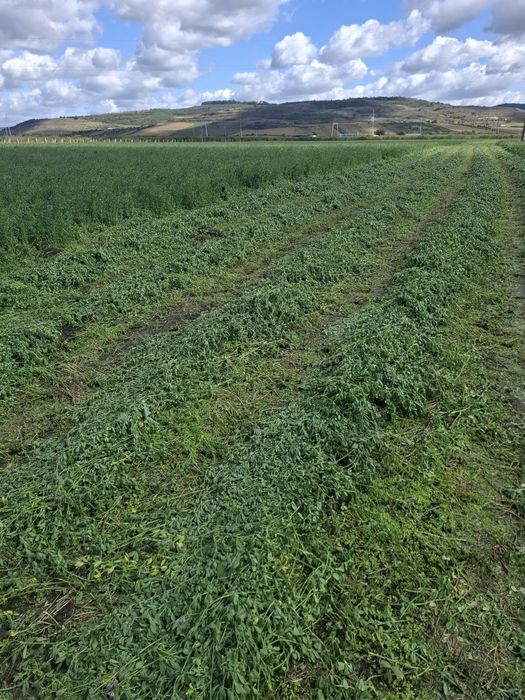 Vând lucernă cantitate mare