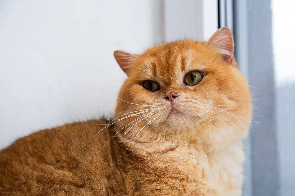 Vyazkaga zolotaya shinshilla NY12 British