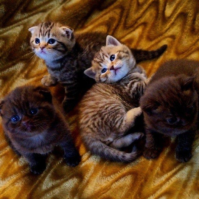 Шотландские малыши