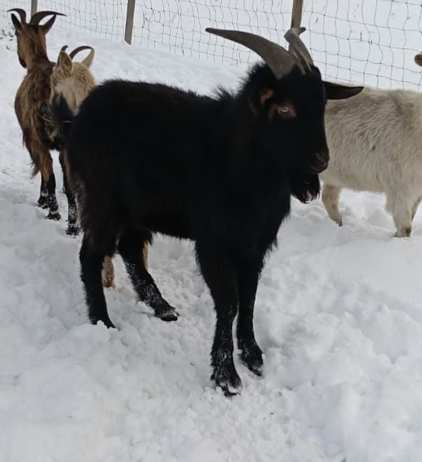 Tapisor de anul trecut