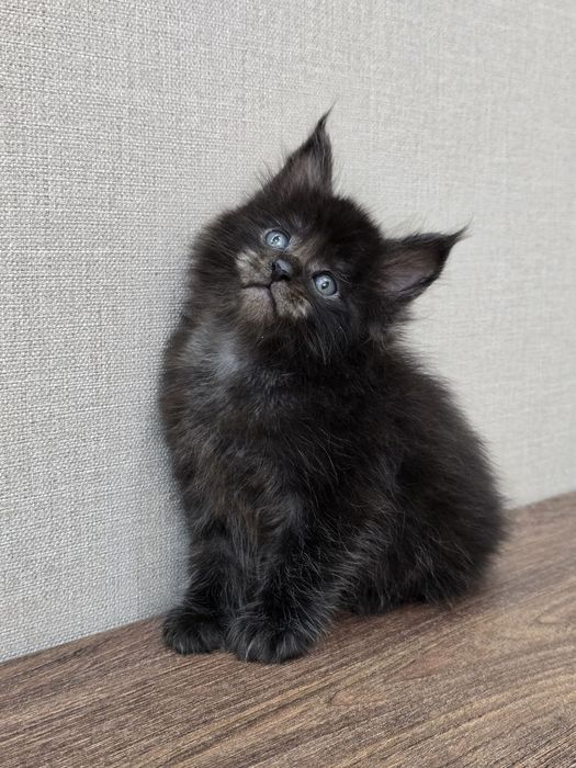 Мейн-куна мальчик