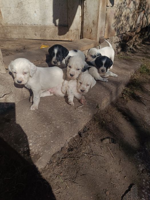 Английски сетер чистокръвни