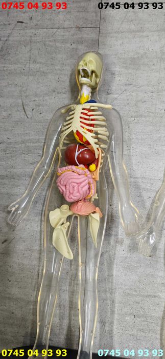 modele din plastic pentru anatomie biologie pereche 44cm inaltime se vind ca in poze