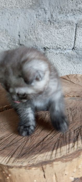 Продаю котенка, породы бретанец веслоухий,! Есть доставка платная.