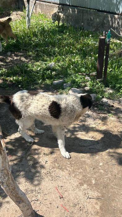 Продам щенка Алабай