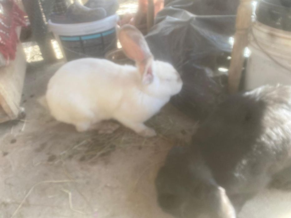 Vand iepuri metis urias de transilvania cu berbec german