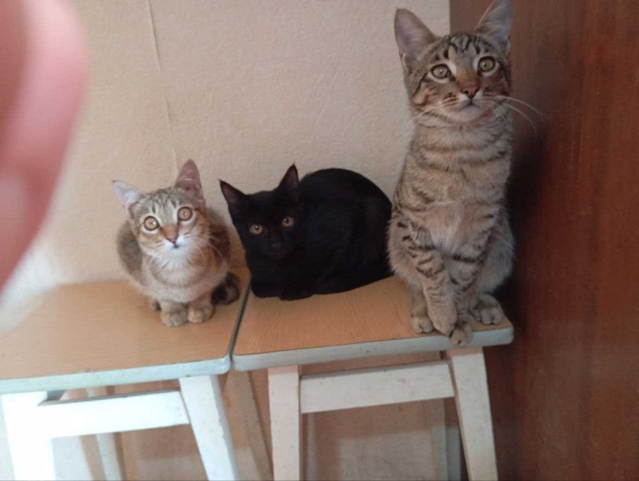 Взрослые котята в добрые руки. Смотрите фото