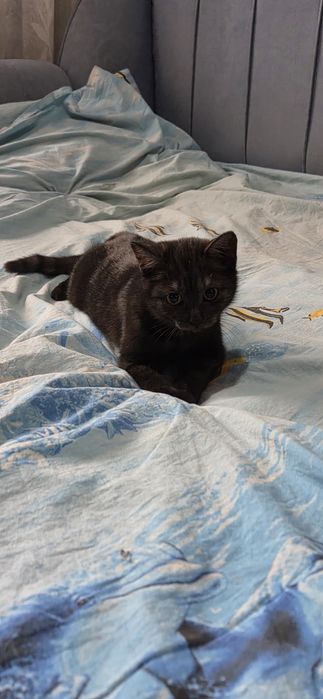 Отдам в добрые руки