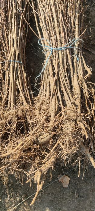 Puieți de salcâm cu creșterea dublă