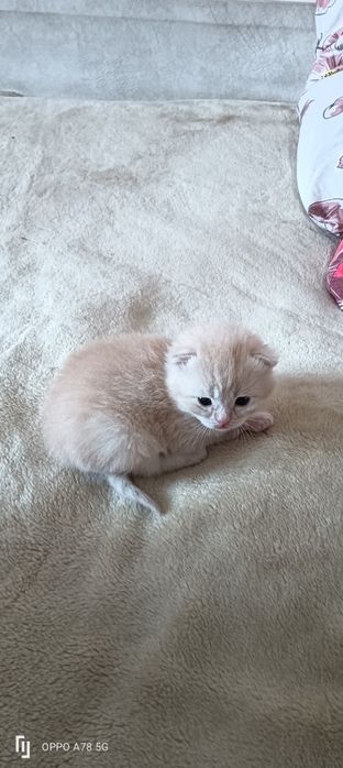 Продам котят шотландских