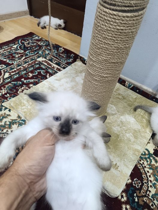 Сиамский мушиклар сотилади