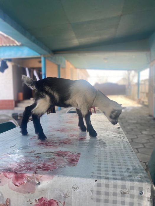 Козлики и козочка