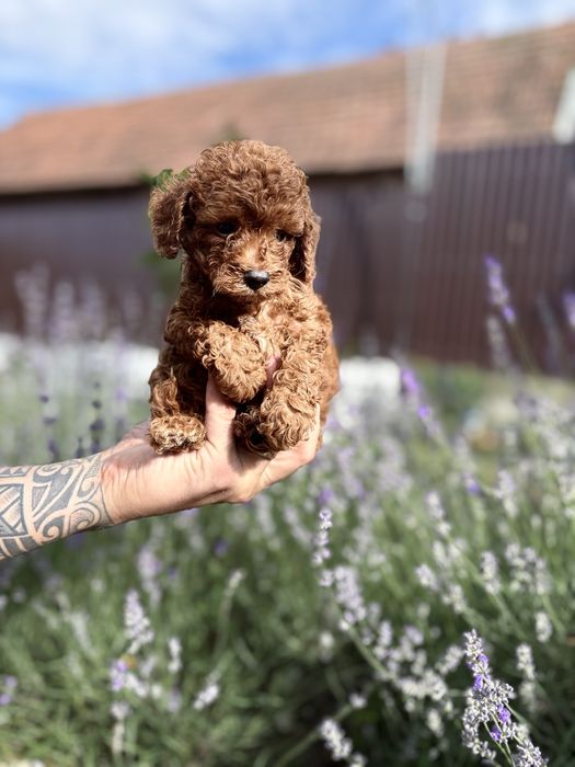 Pui de pudel/poodle/caniche