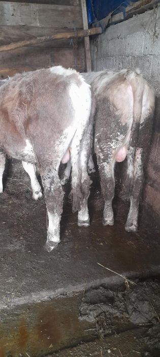 Vând viței detalii la telefon