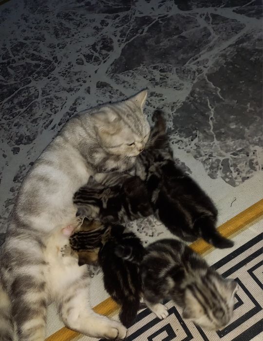 Продам котят шотландцев