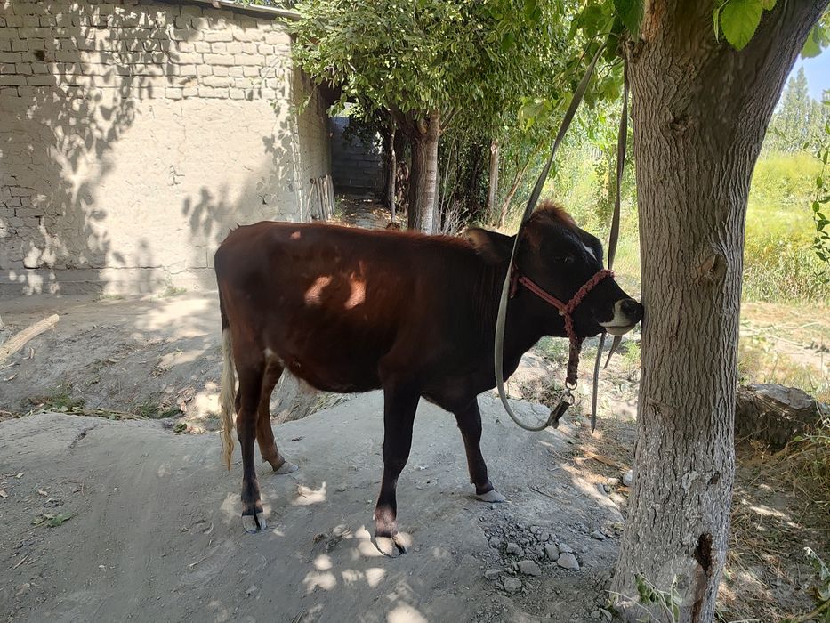 Tona ğunajin qochar sotiladi