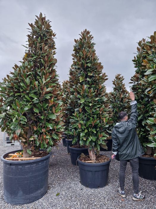 Vând magnolia grandiflora copac si tufa , magnolia veșnica verde