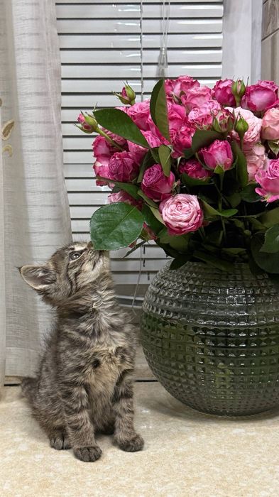 Котята ищут свой дом и любящих хозяев