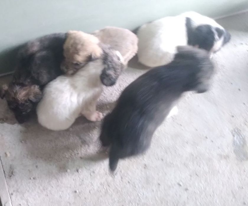 3 ойлик уй кучуклари